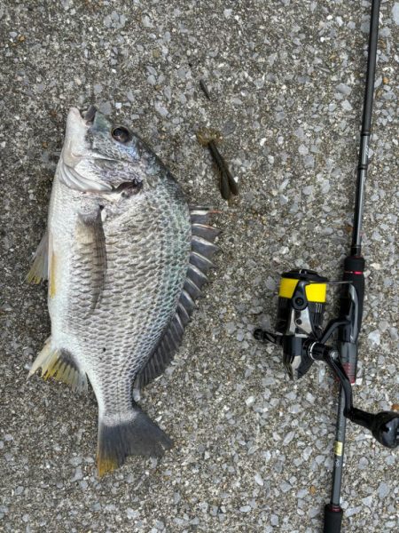 6月6日大潮チニング