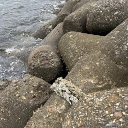 ガシラで一杯いく