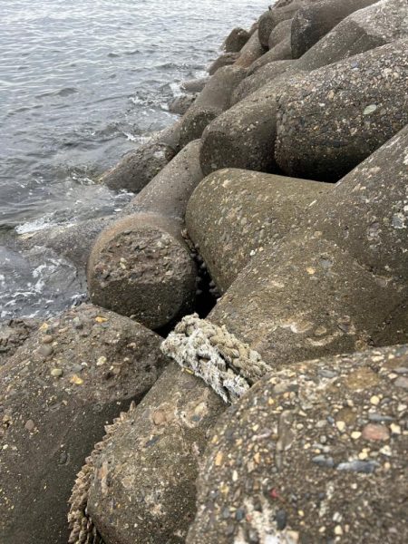 ガシラで一杯いく