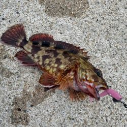 久しぶりの釣果