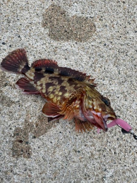 久しぶりの釣果