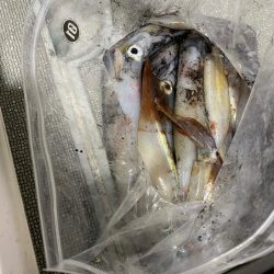 そろそろケンサキイカが来ました