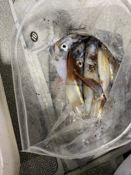 そろそろケンサキイカが来ました