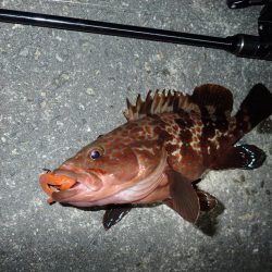 今年はやや遅れ気味?