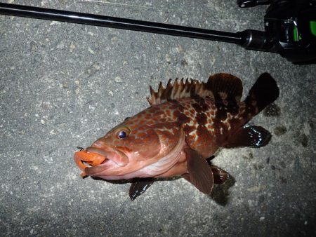 今年はやや遅れ気味?