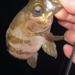 梅雨前メバリング♪