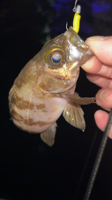 梅雨前メバリング♪
