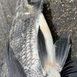 雨が降る中エビ撒きでチヌ釣れました