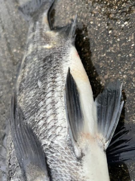 雨が降る中エビ撒きでチヌ釣れました