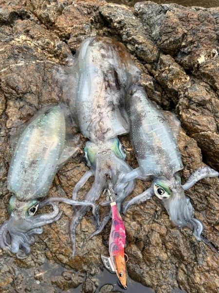 サクッと朝マヅメのみ短時間勝負