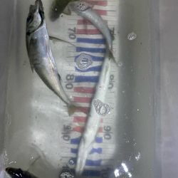 今日もロックフィッシュ