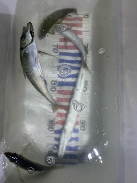 今日もロックフィッシュ