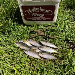 ジグ単de〜アジング♪減って来た感