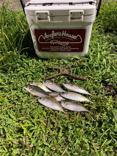 ジグ単de〜アジング♪減って来た感