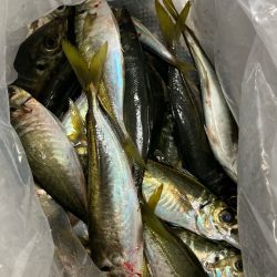 自作の仕掛けで(*’ω’*)