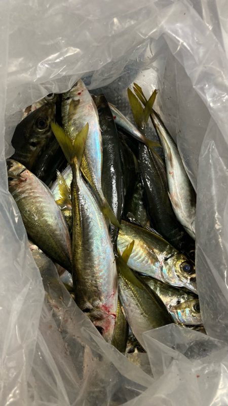 自作の仕掛けで(*'ω'…