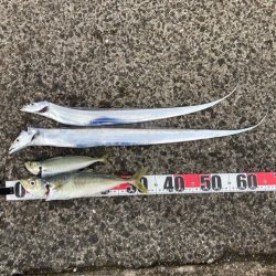 タチウオ、アジ