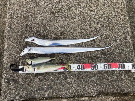 タチウオ、アジ