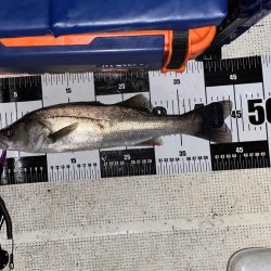 ウナギ&シーバスマゴチ