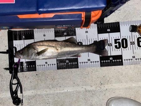 ウナギ&シーバスマゴチ