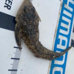 奇跡の生還:シロギスタ