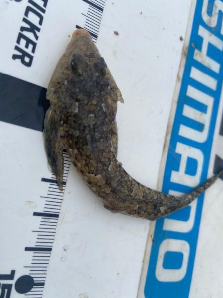 奇跡の生還:シロギスタ