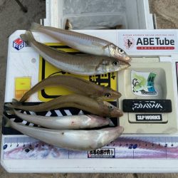 虹ノ松原でキス釣り確認です