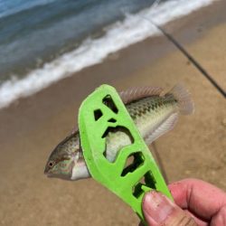 離島でエギング撃沈|離島キスもイマイチで本土で残業