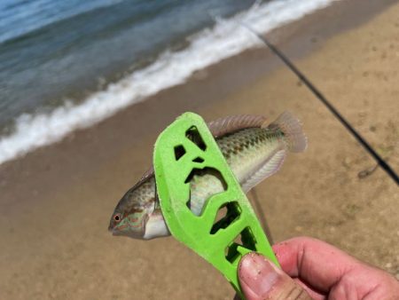 離島でエギング撃沈|離島キスもイマイチで本土で残業