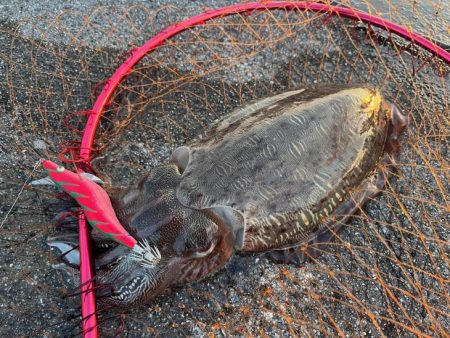 モンゴウイカが爆釣！