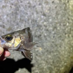 梅雨メバル開幕はまだでした！