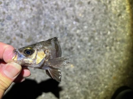 梅雨メバル開幕はまだでした！
