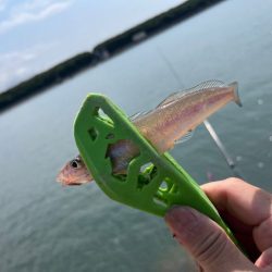 癒されない激渋キス釣り