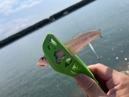 癒されない激渋キス釣り