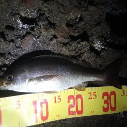 久しぶりの投稿