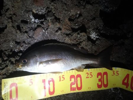 久しぶりの投稿