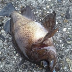 ロックフィッシュ釣行