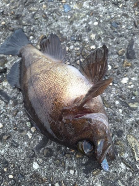 ロックフィッシュ釣行