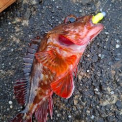 ロックフィッシュ釣行