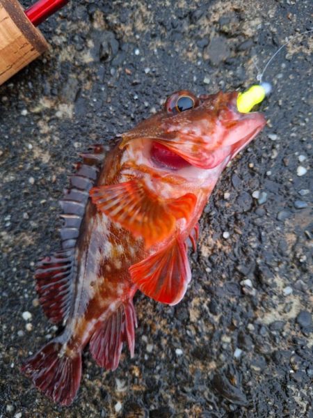 ロックフィッシュ釣行