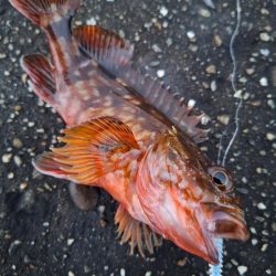 ロックフィッシュ釣行