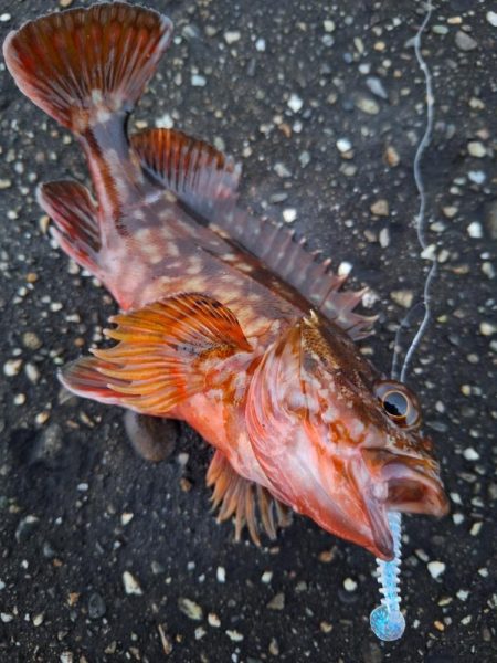 ロックフィッシュ釣行