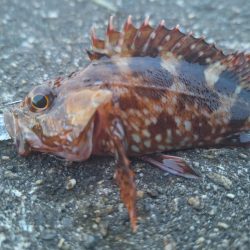 ロックフィッシュ釣行