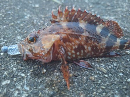 ロックフィッシュ釣行