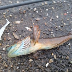 ロックフィッシュ釣行