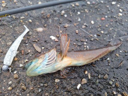 ロックフィッシュ釣行