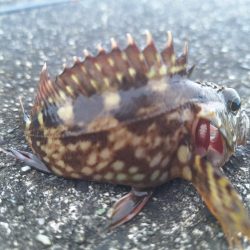 ロックフィッシュ釣行