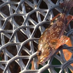 久々の狙いの魚種釣果に笑