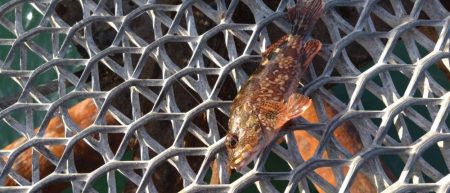 久々の狙いの魚種釣果に笑