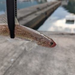 陸っぱり釣行記